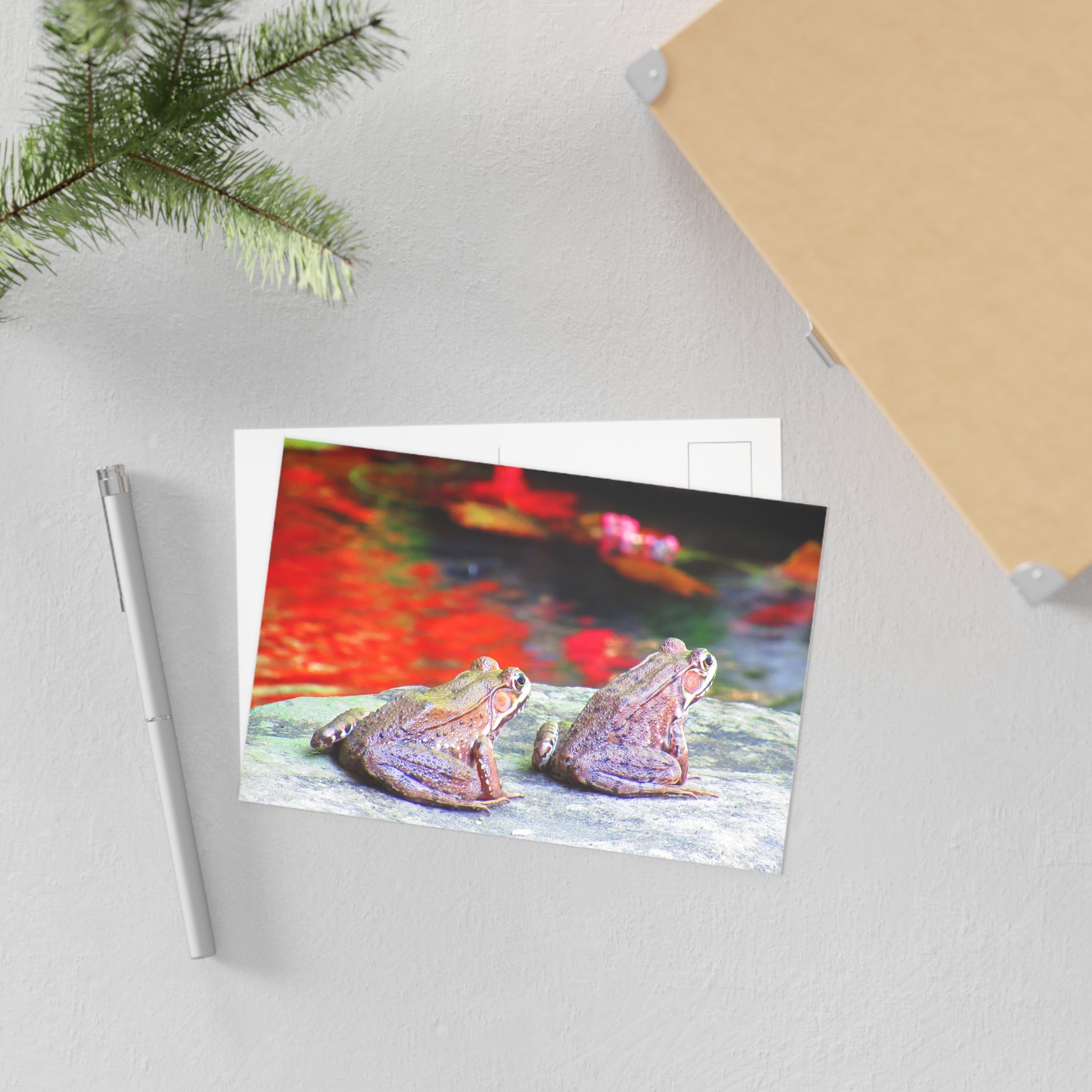 Frogs Postcard
