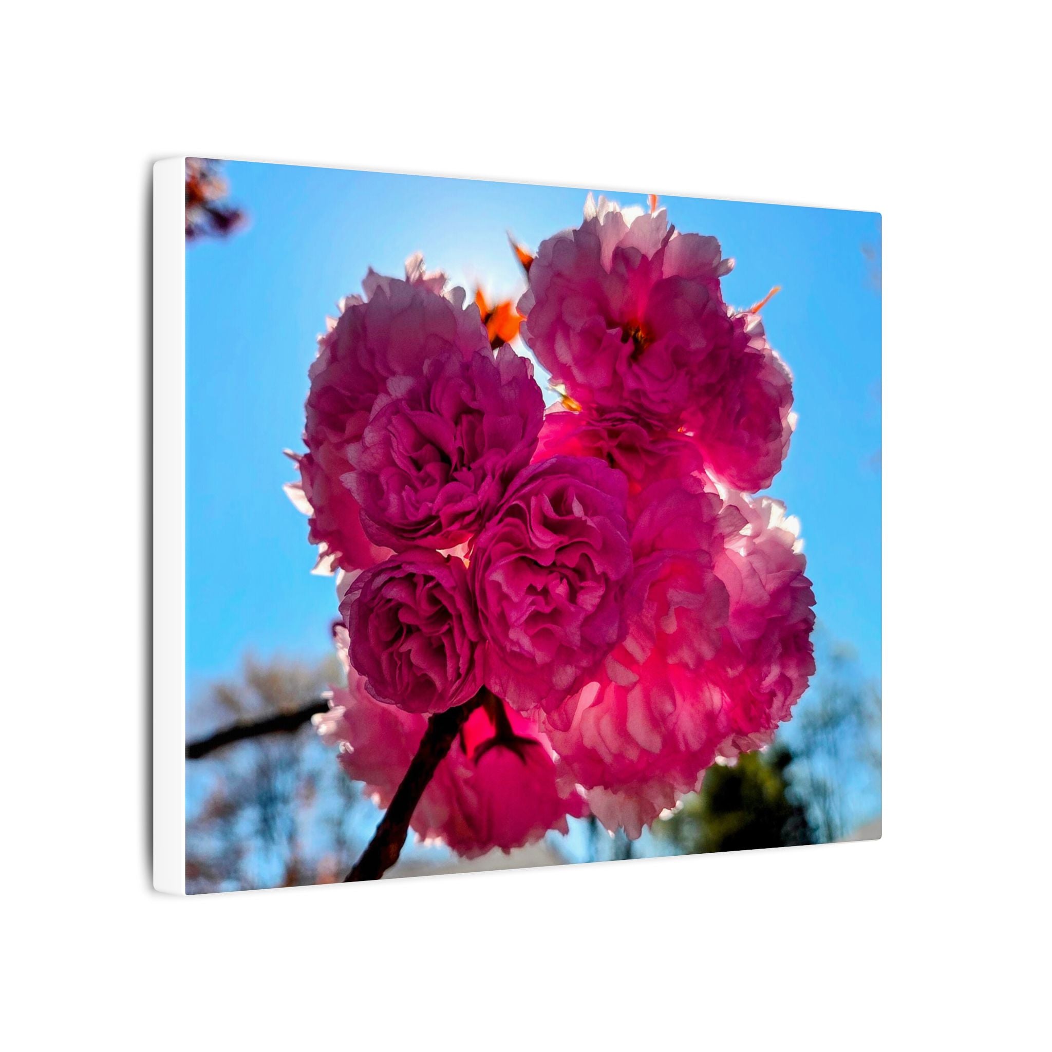 Cherry Boom