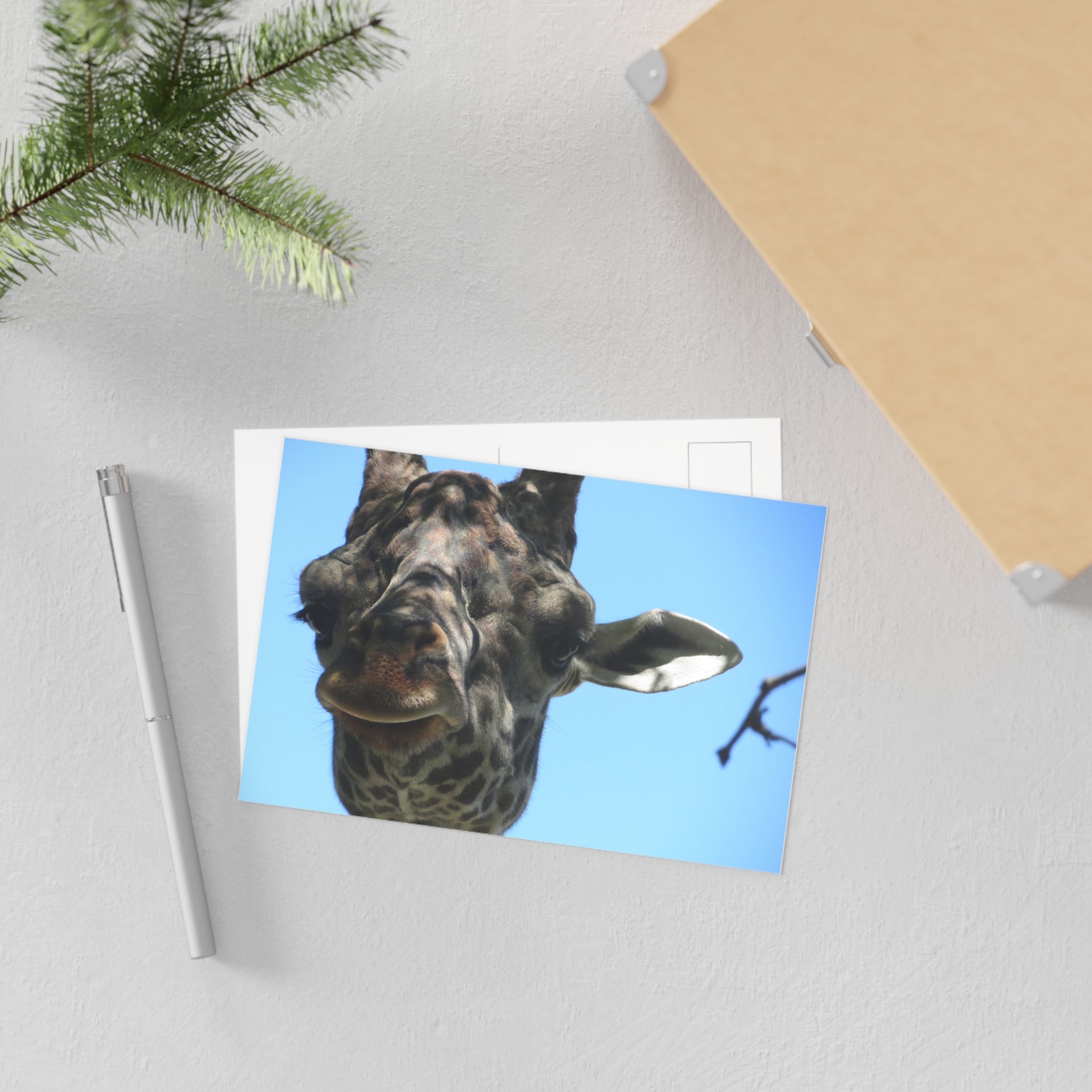 Giraffe Postcard
