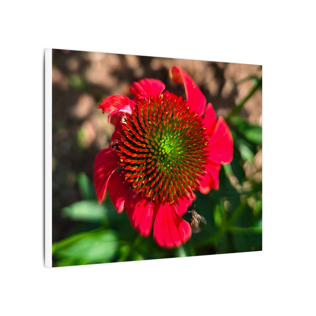 Red Coneflower Bee