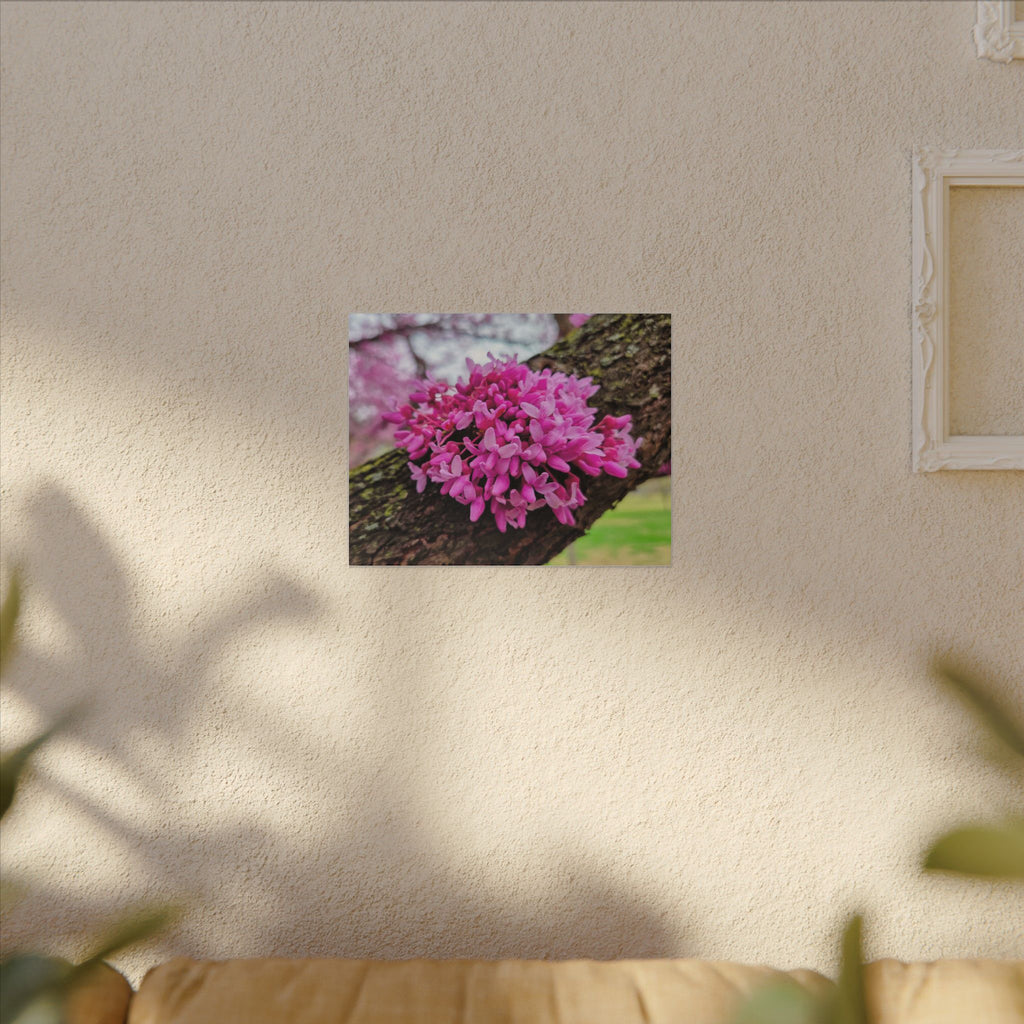 Capital Redbud