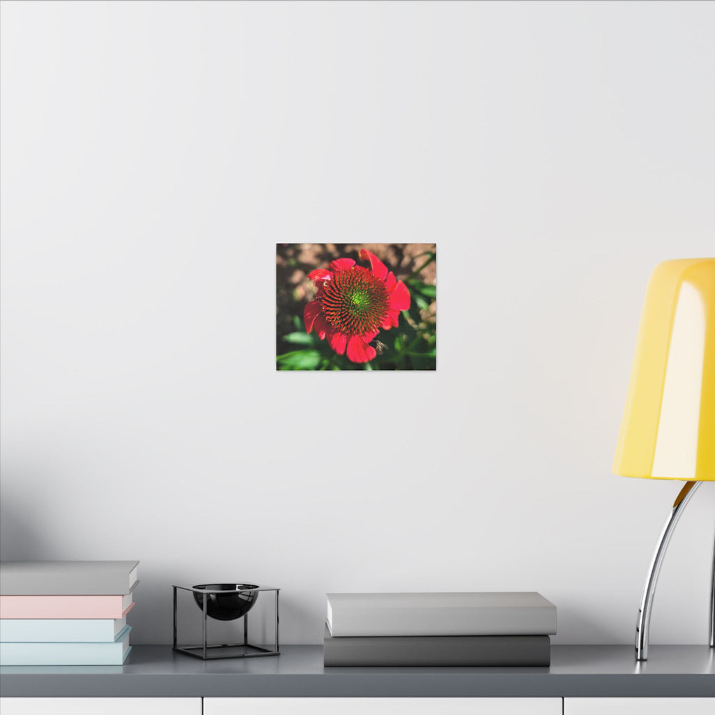 Red Coneflower Bee