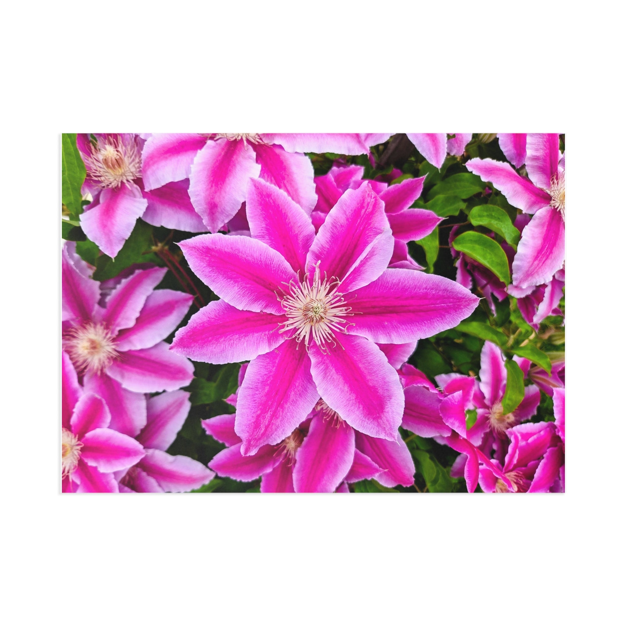 Clematis Postcard