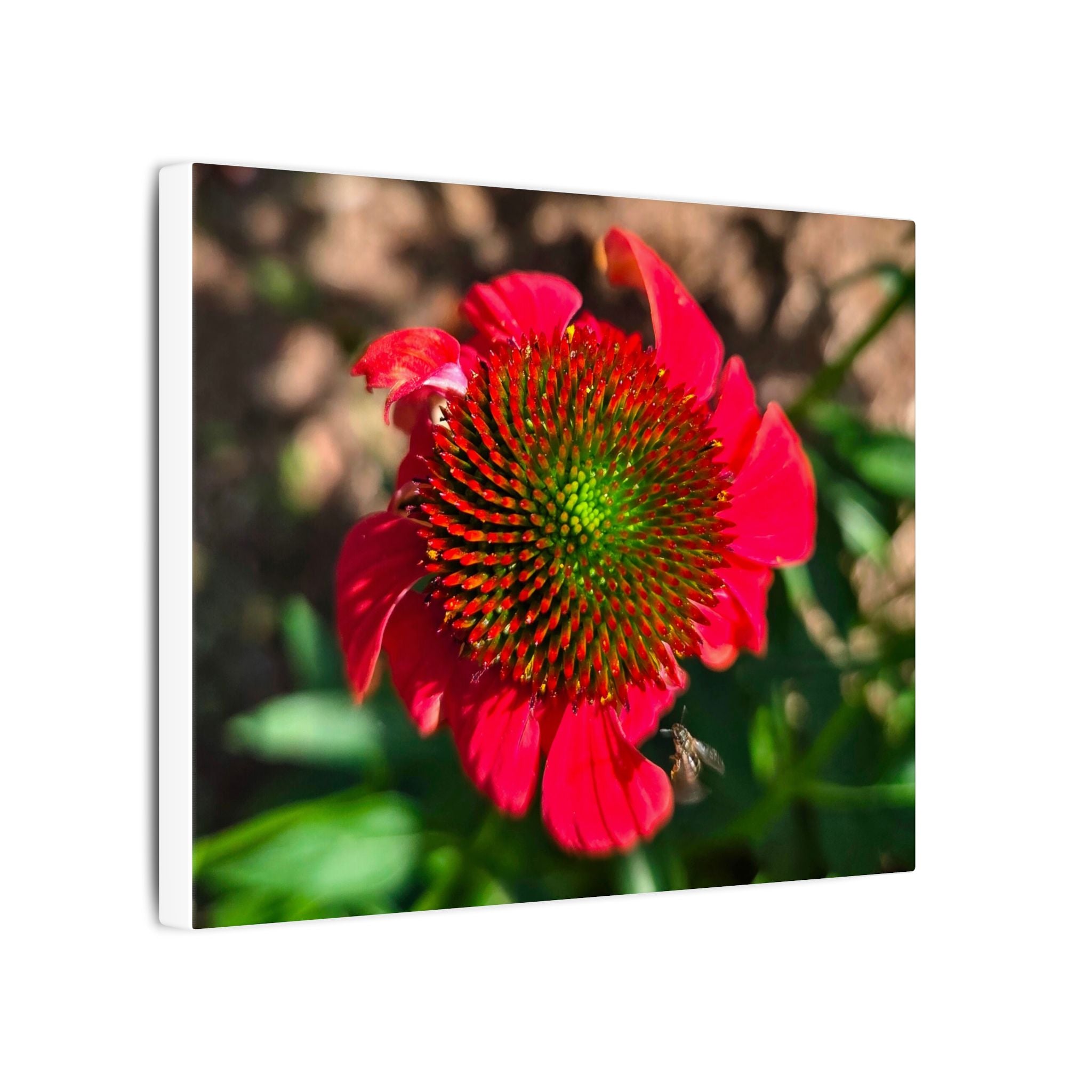 Red Coneflower Bee