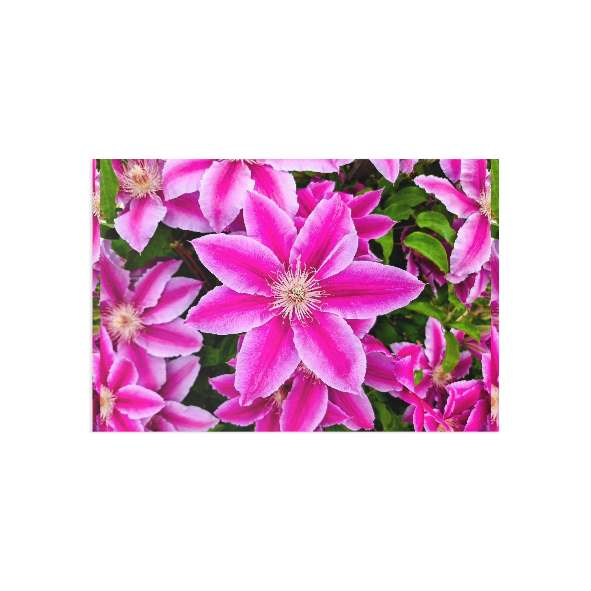 Clematis Postcard