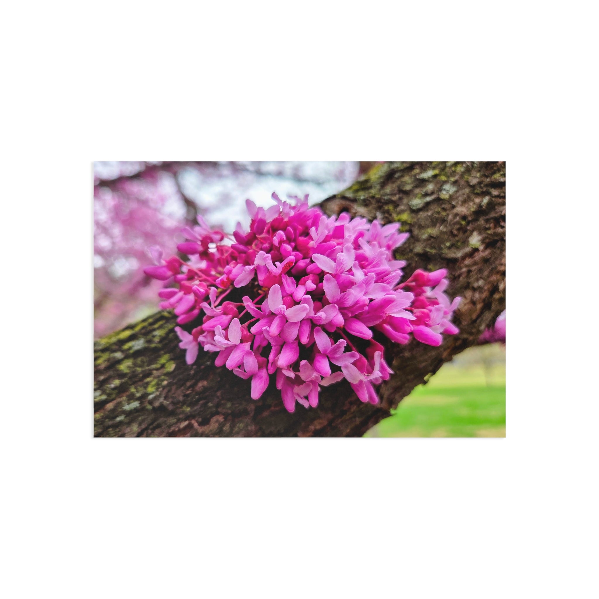 DC Cherry Blossom Postcard