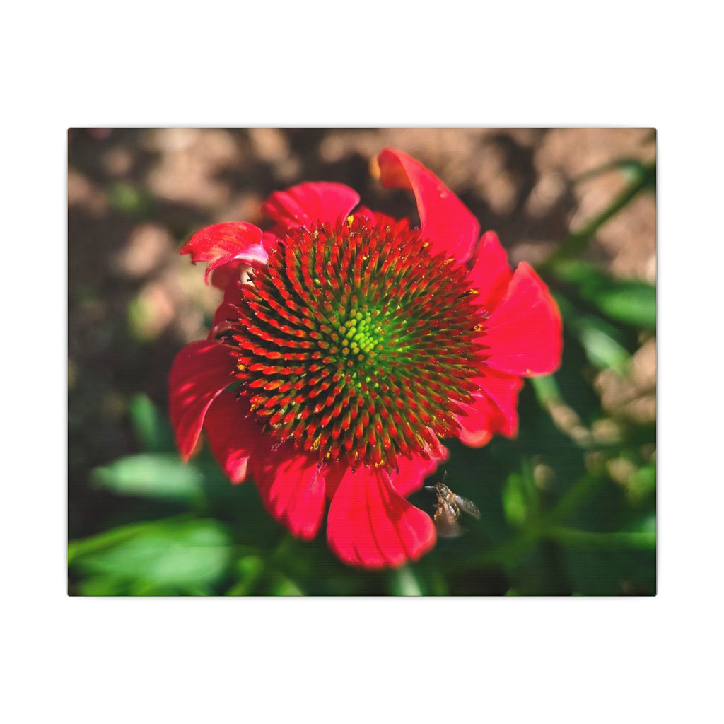Red Coneflower Bee