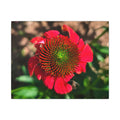 Red Coneflower Bee