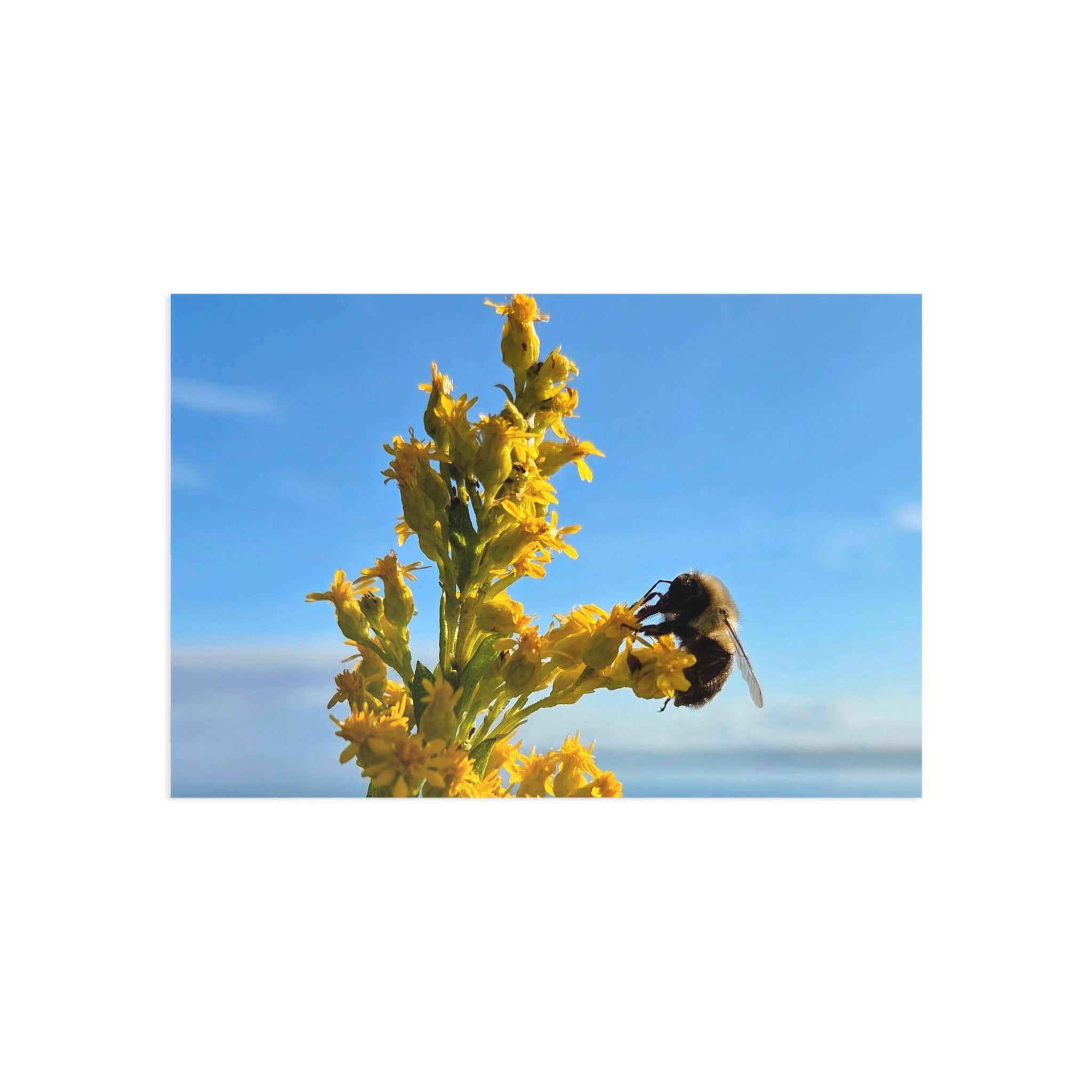 Bee by sea