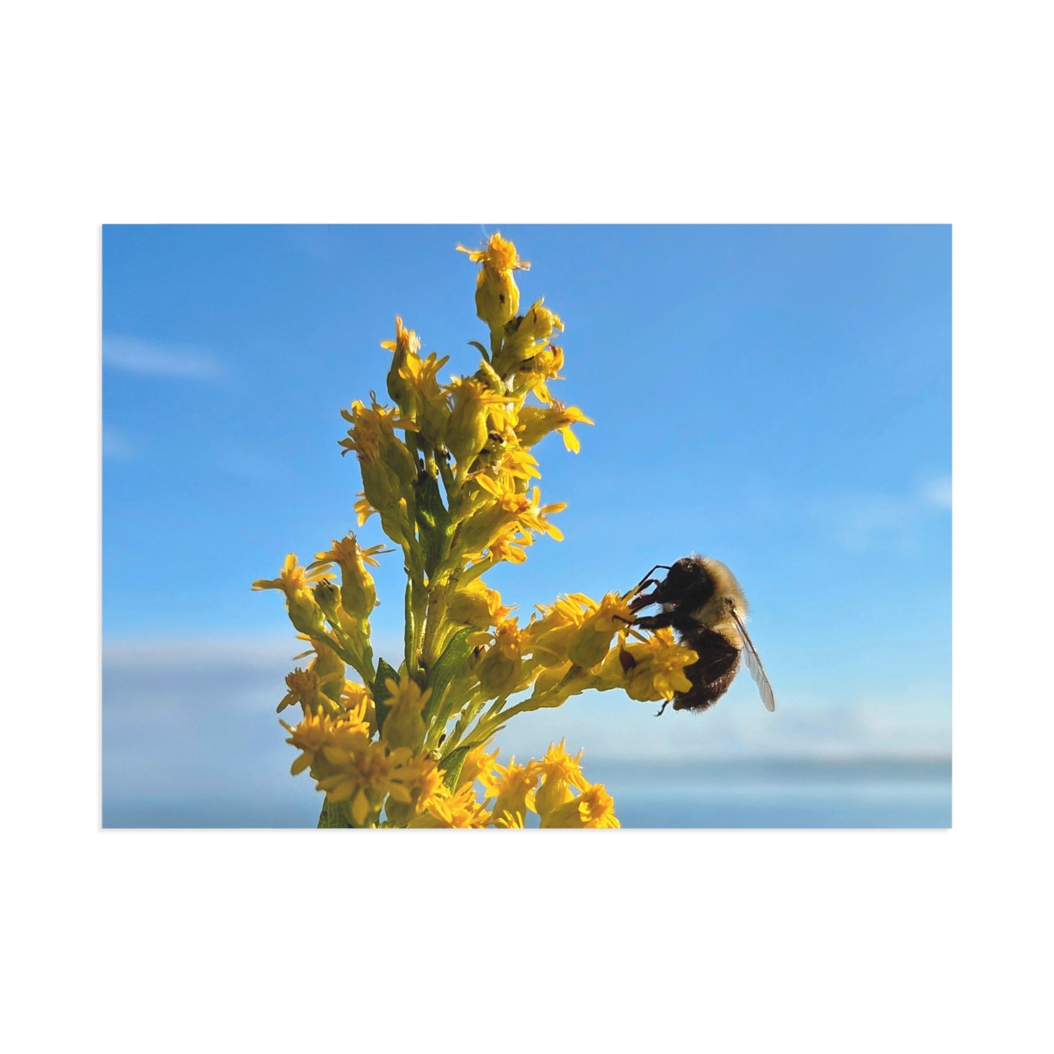 Bee by sea