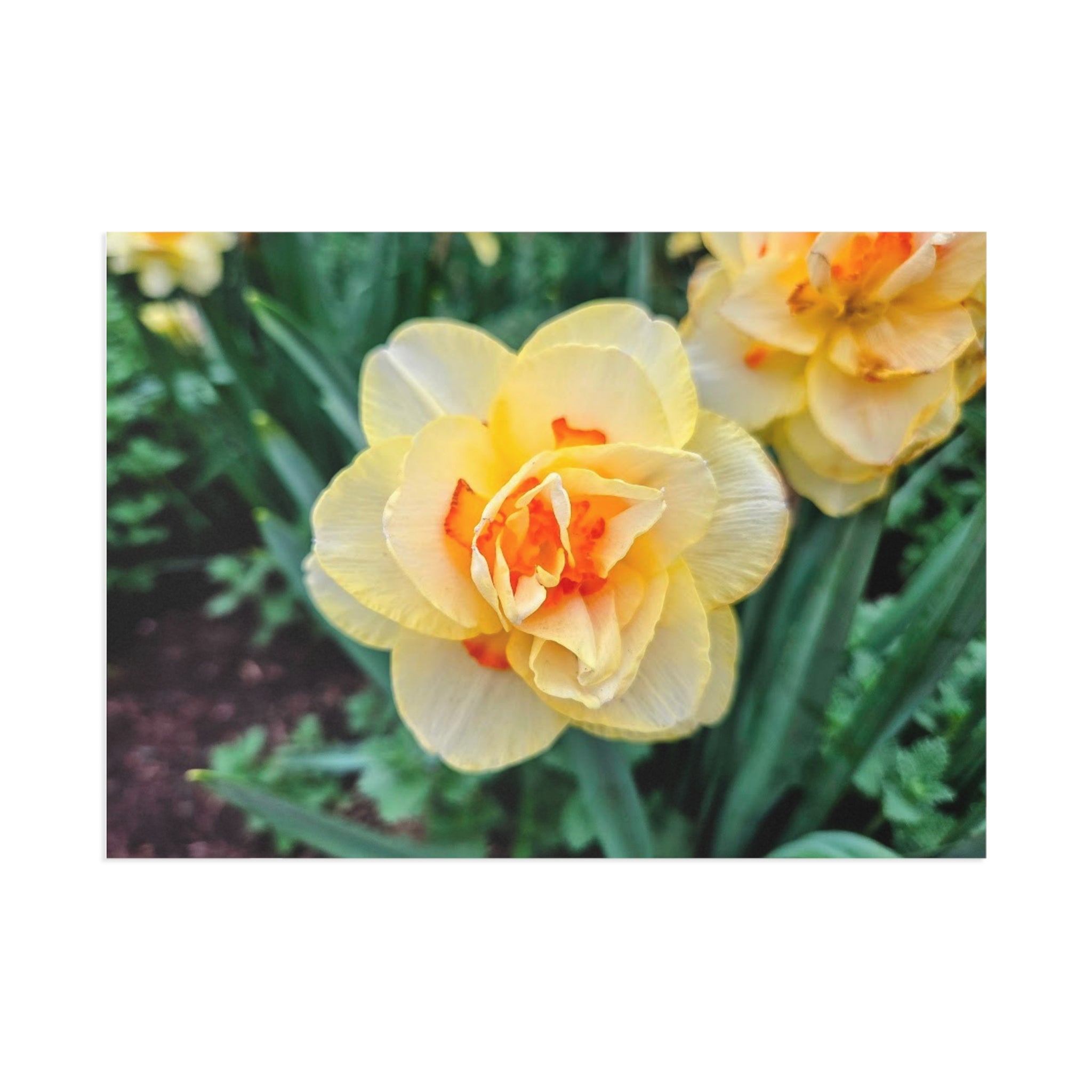 Spring flower 1