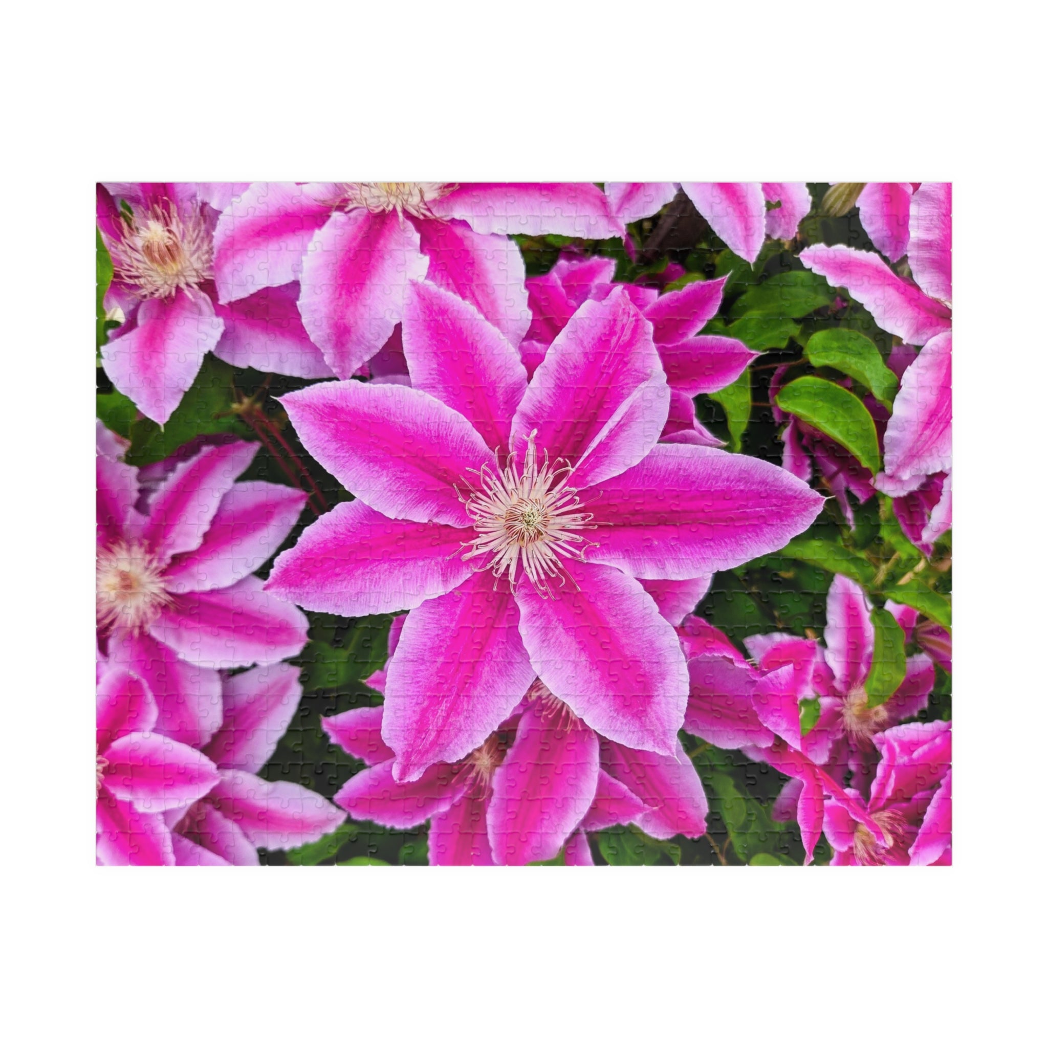 Clematis Puzzle