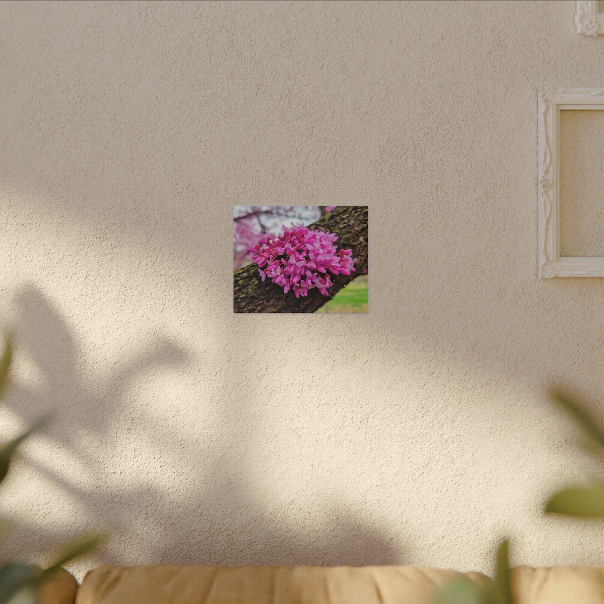 Capital Redbud
