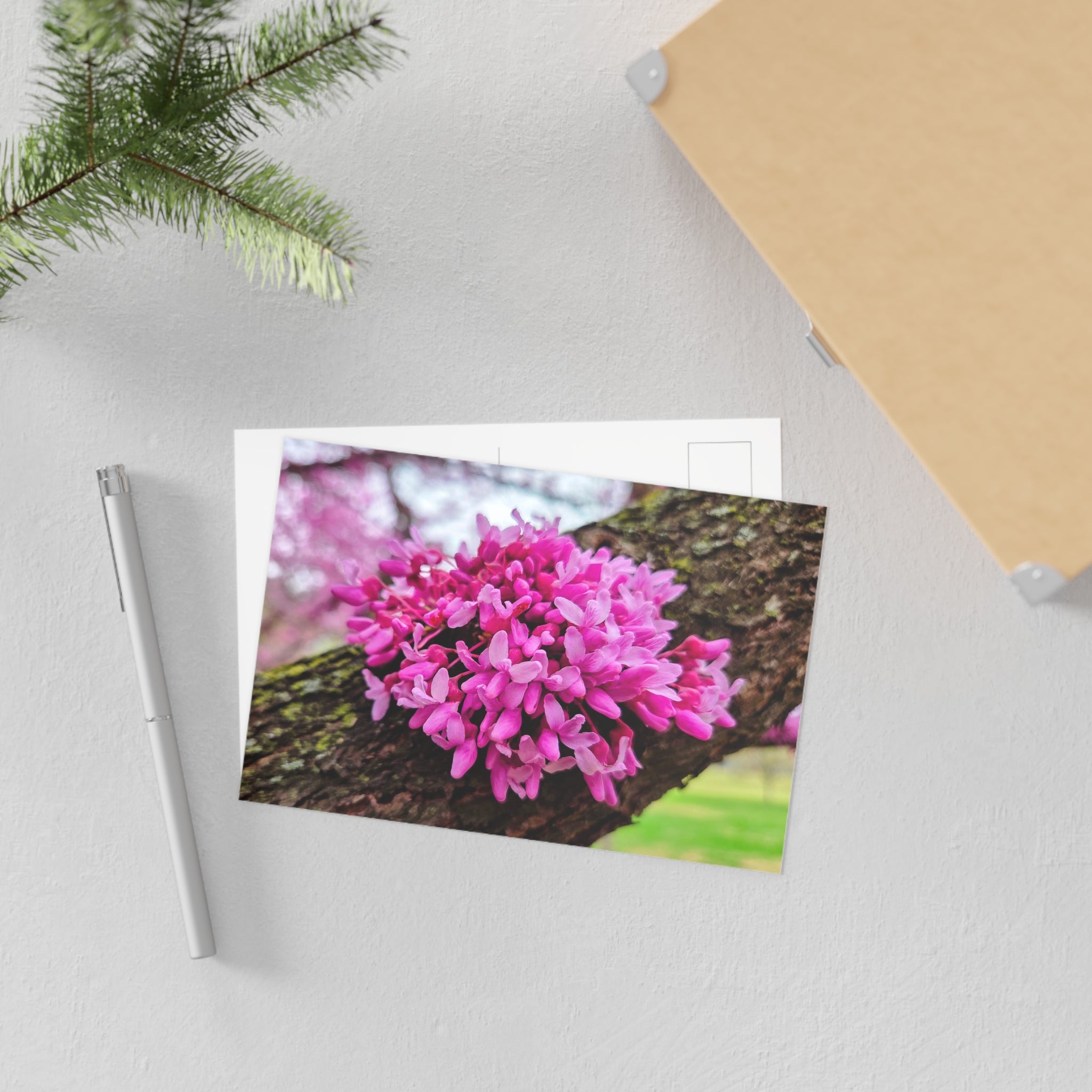 DC Cherry Blossom Postcard