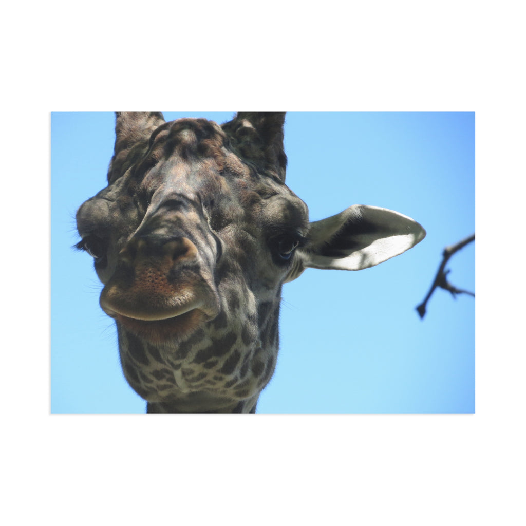 Giraffe Postcard