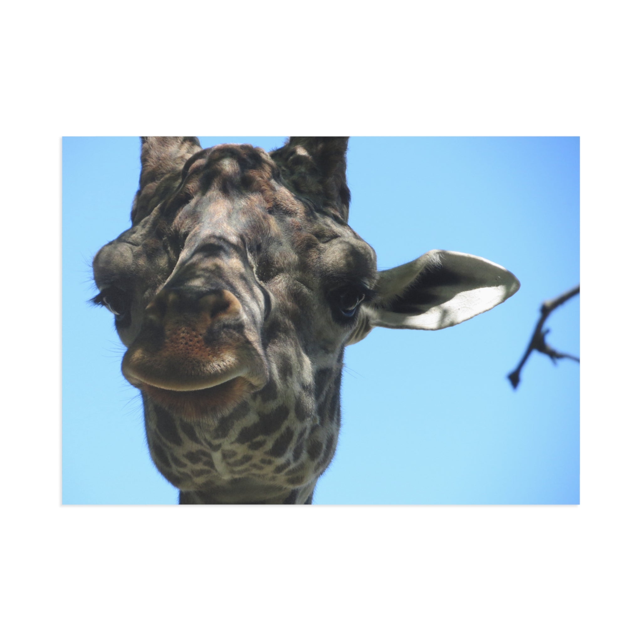 Giraffe Postcard