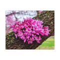 Capital Redbud
