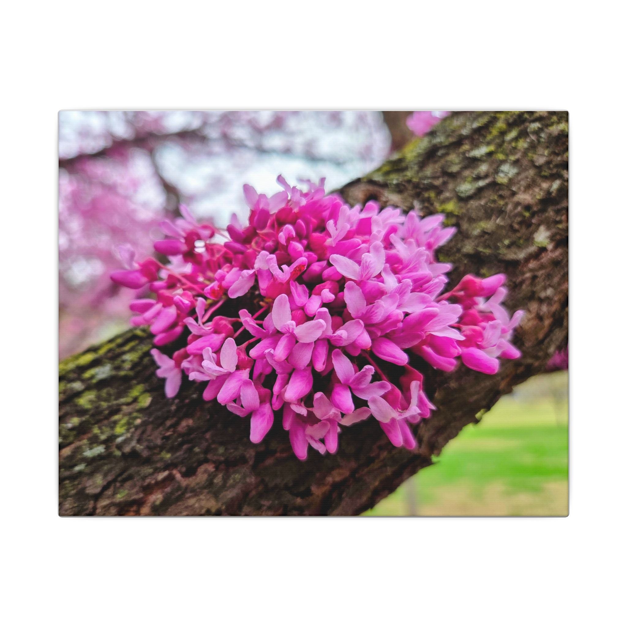 Capital Redbud