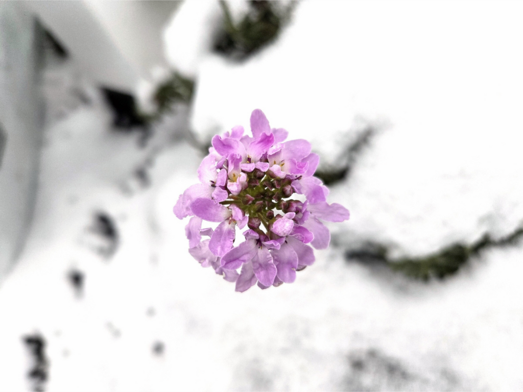 Main image Snow flower