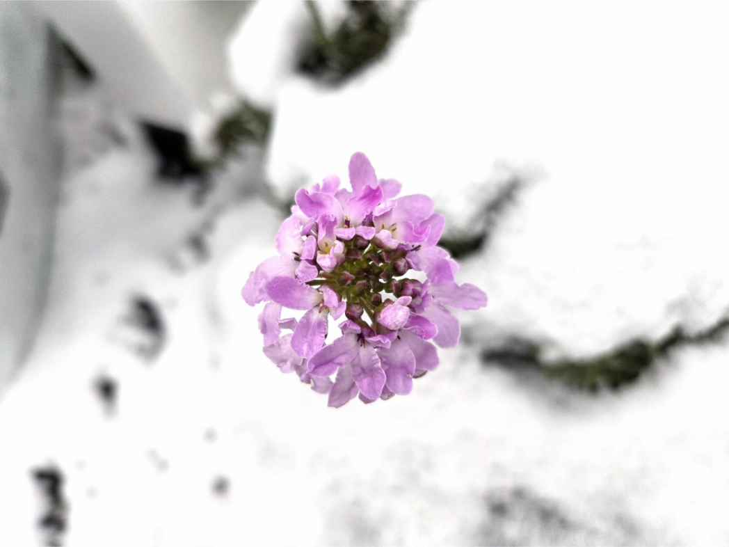 Main image Snow flower