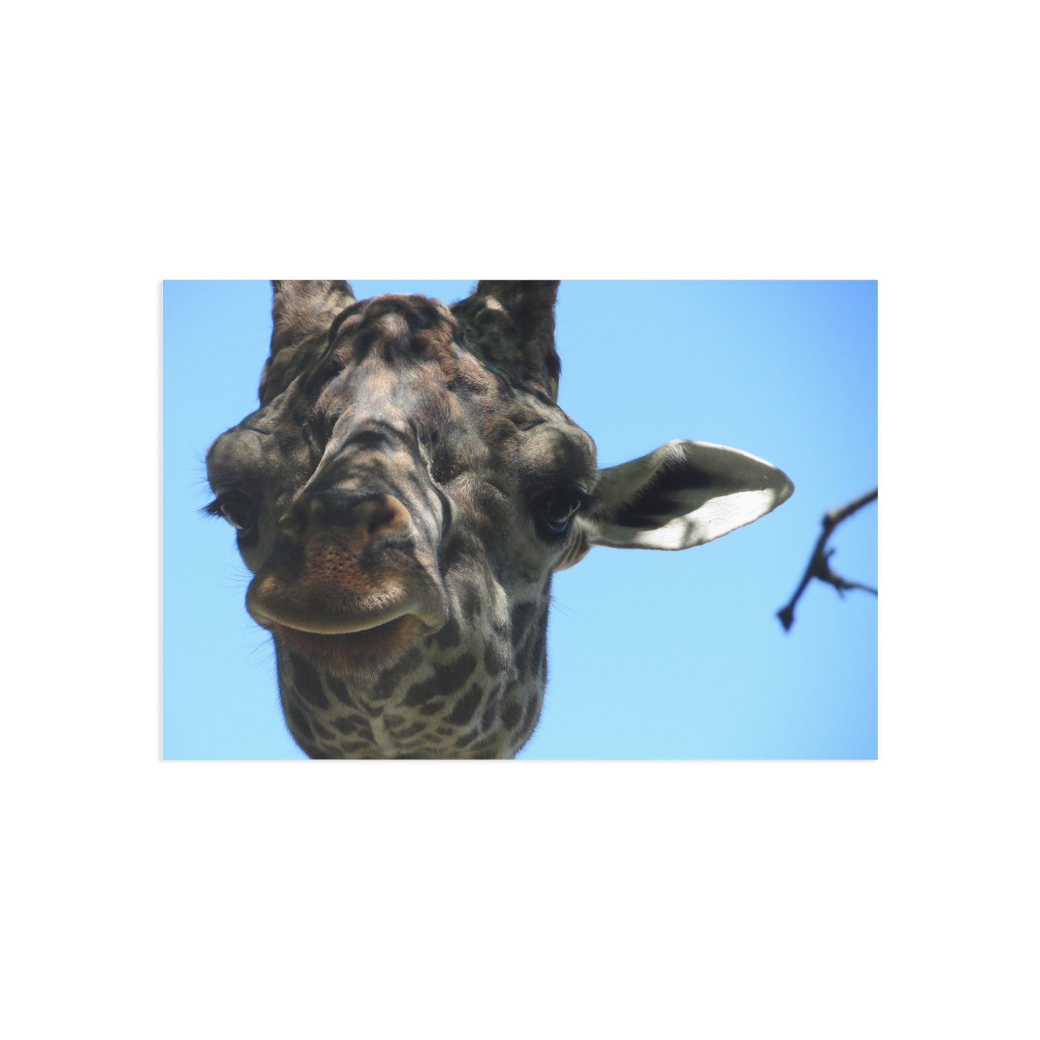 Giraffe Postcard