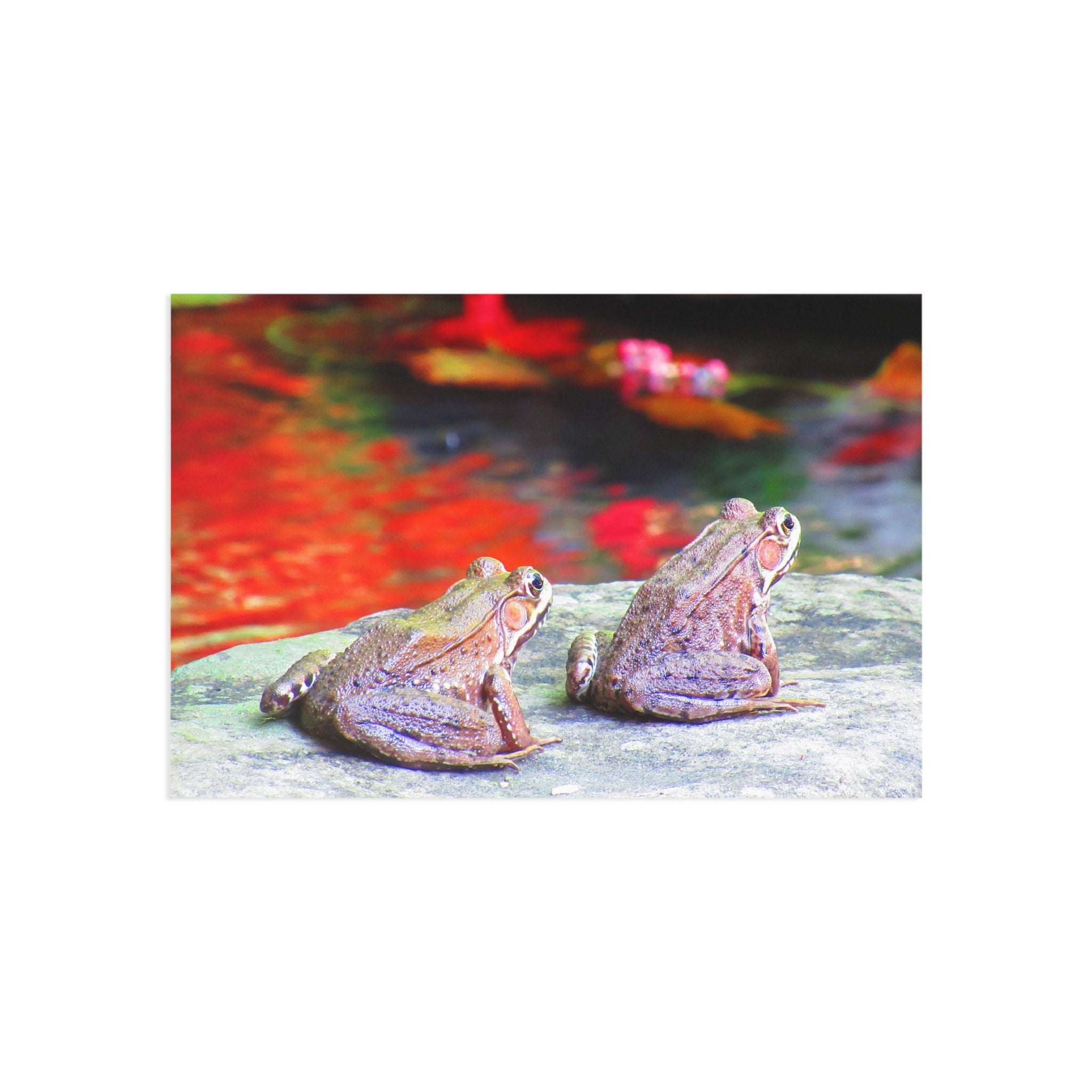 Frogs Postcard