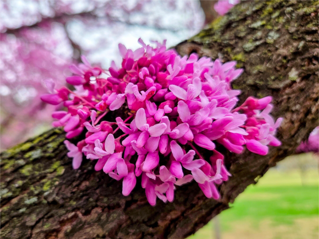 Main image Capital Redbud