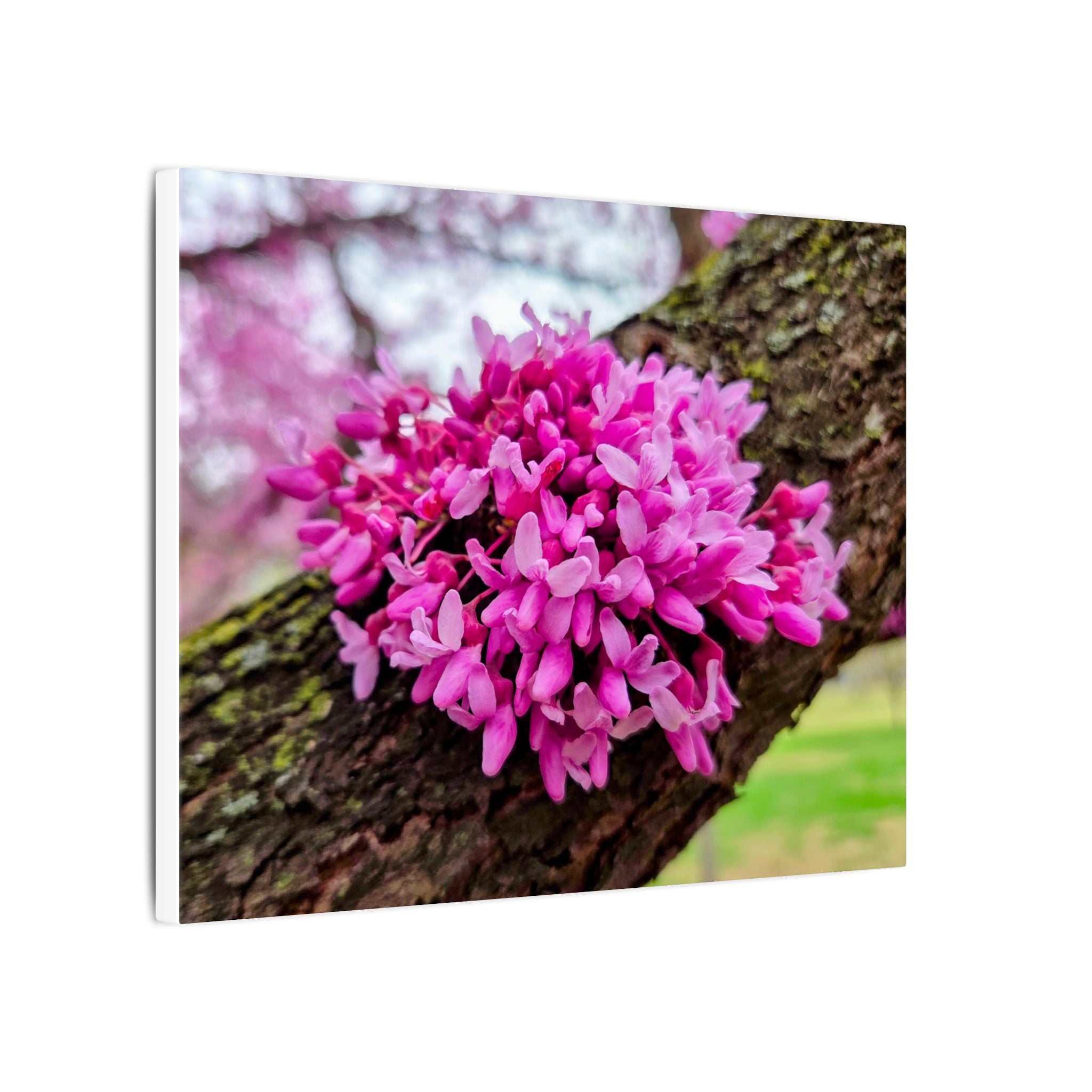 Capital Redbud