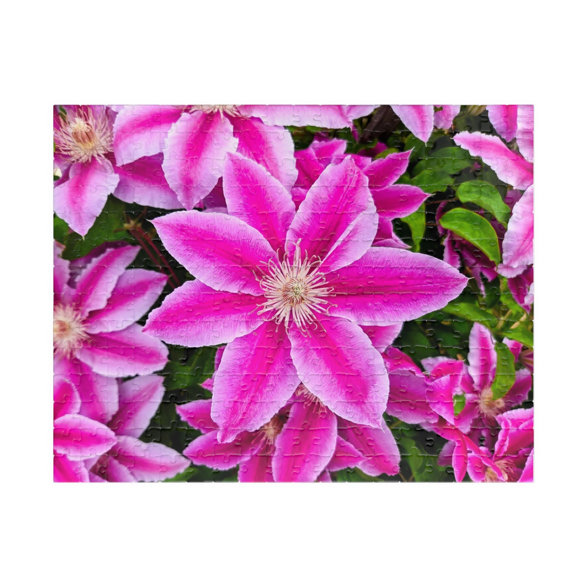 Clematis Puzzle