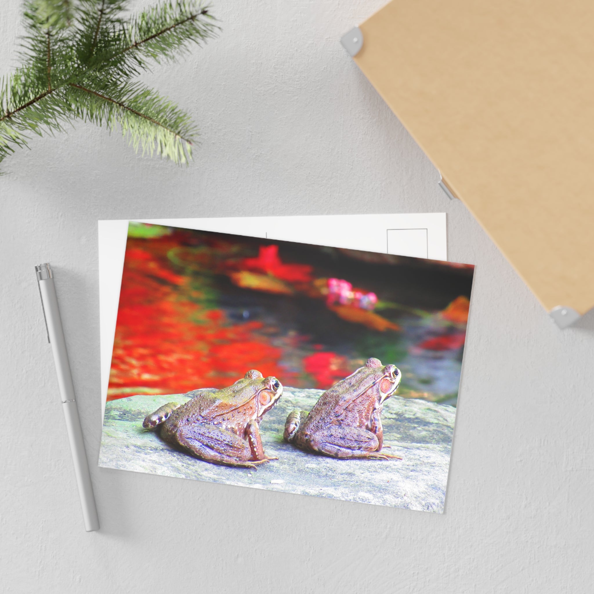 Frogs Postcard