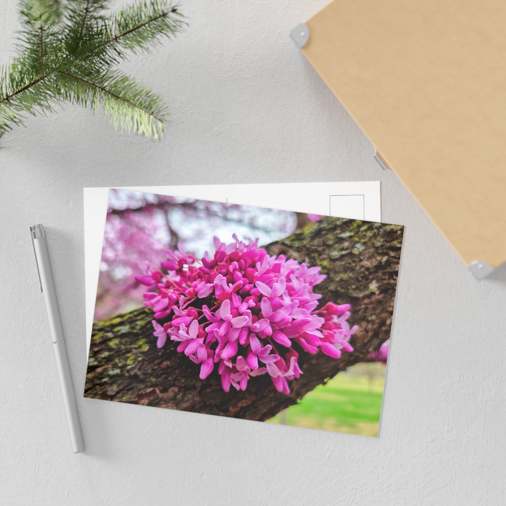 DC Cherry Blossom Postcard