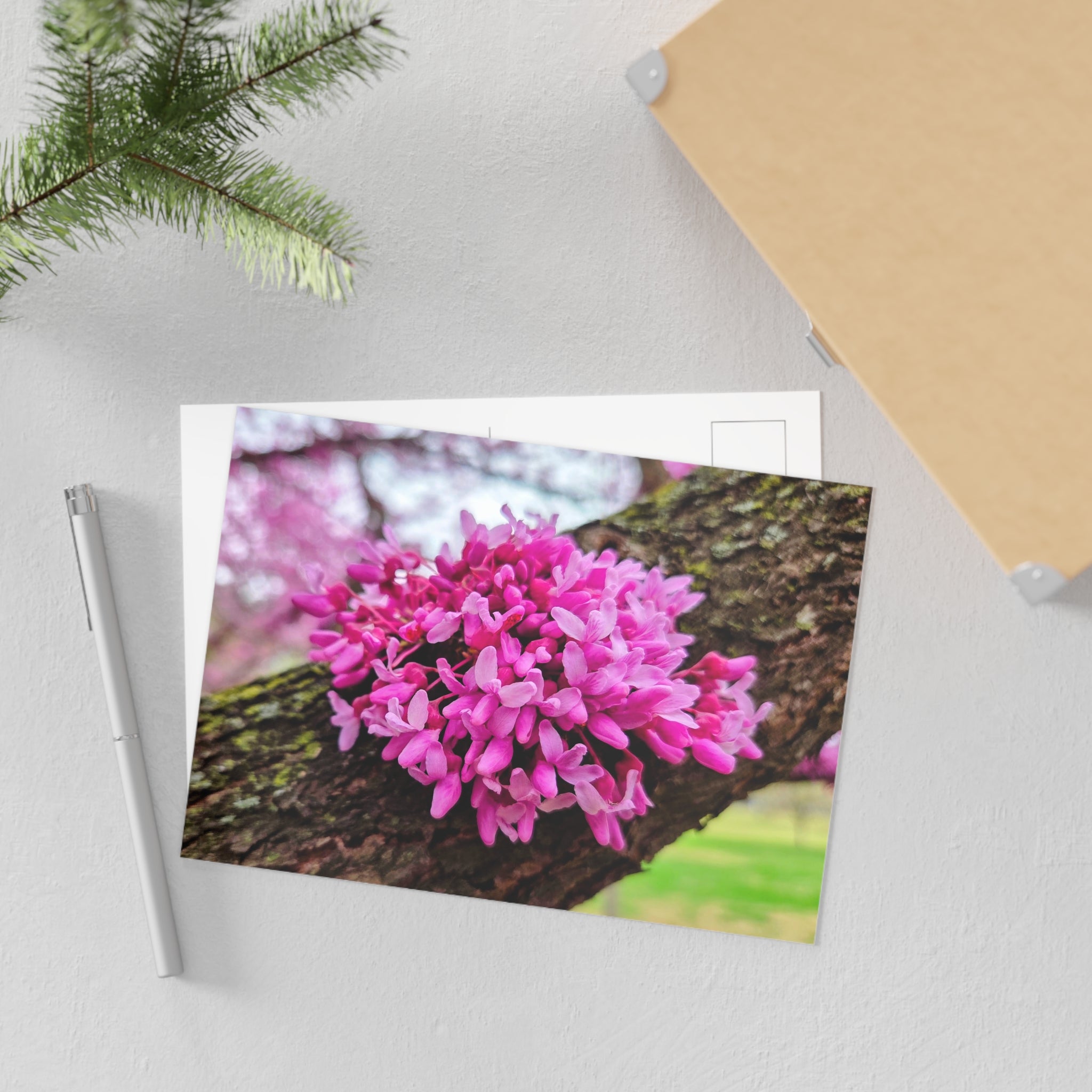 DC Cherry Blossom Postcard
