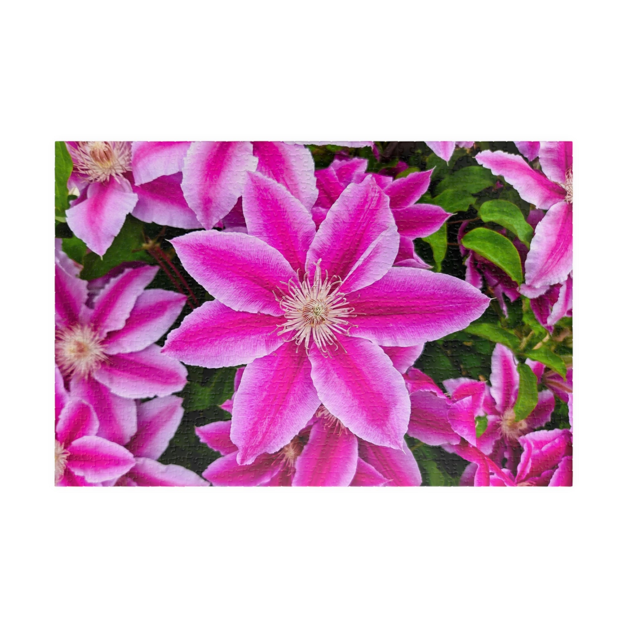 Clematis Puzzle