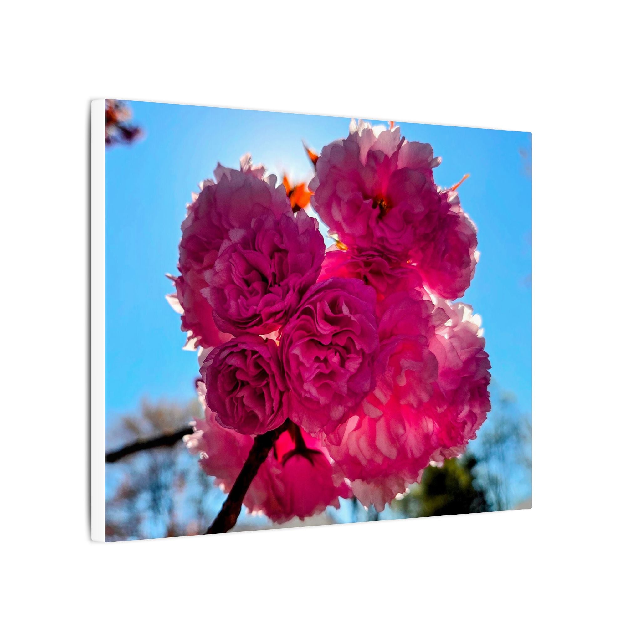 Cherry Boom