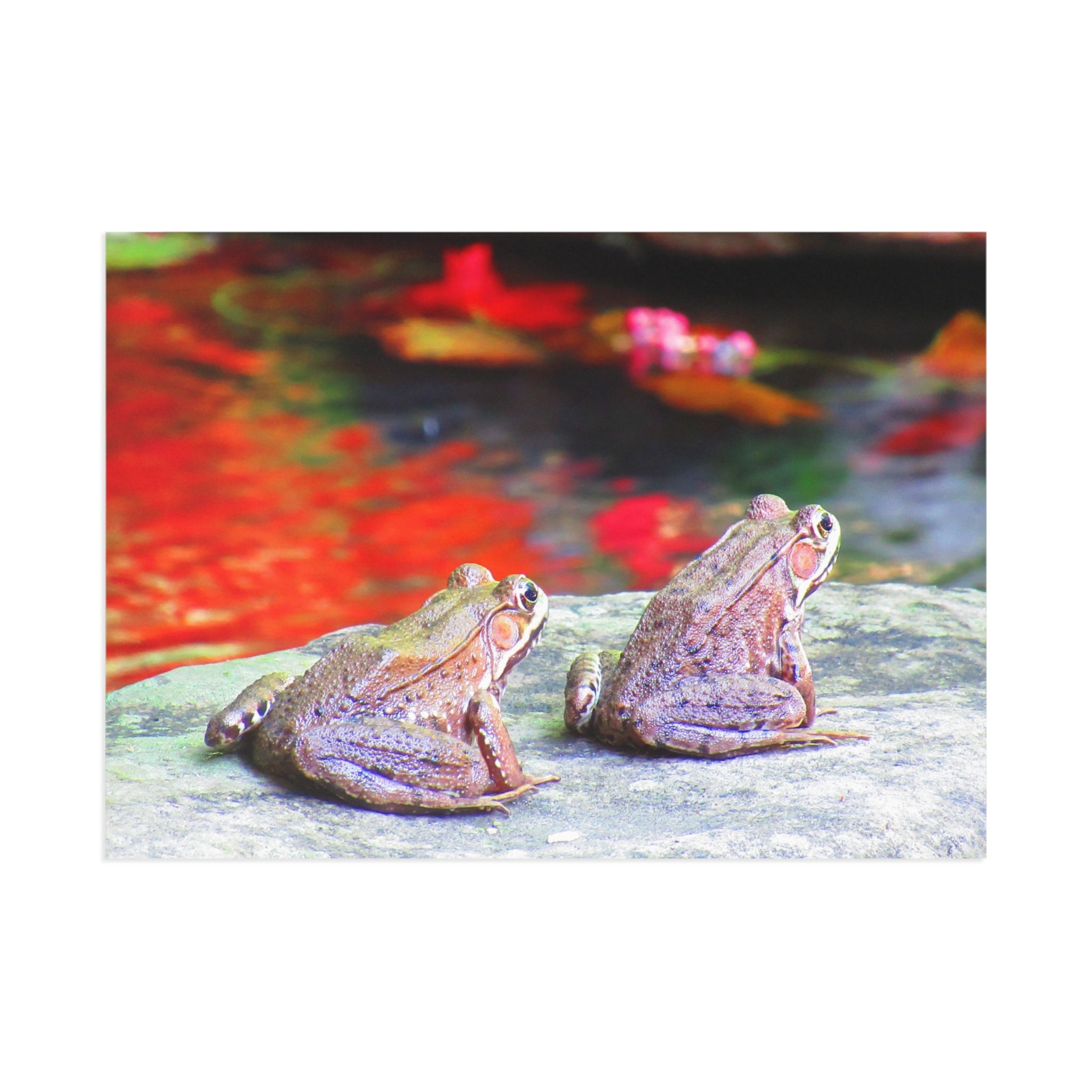 Frogs Postcard