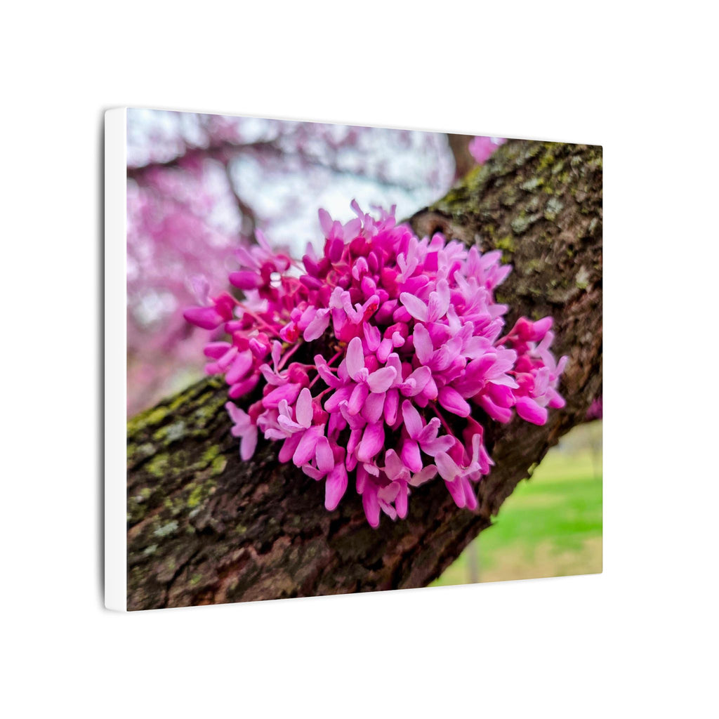 Capital Redbud