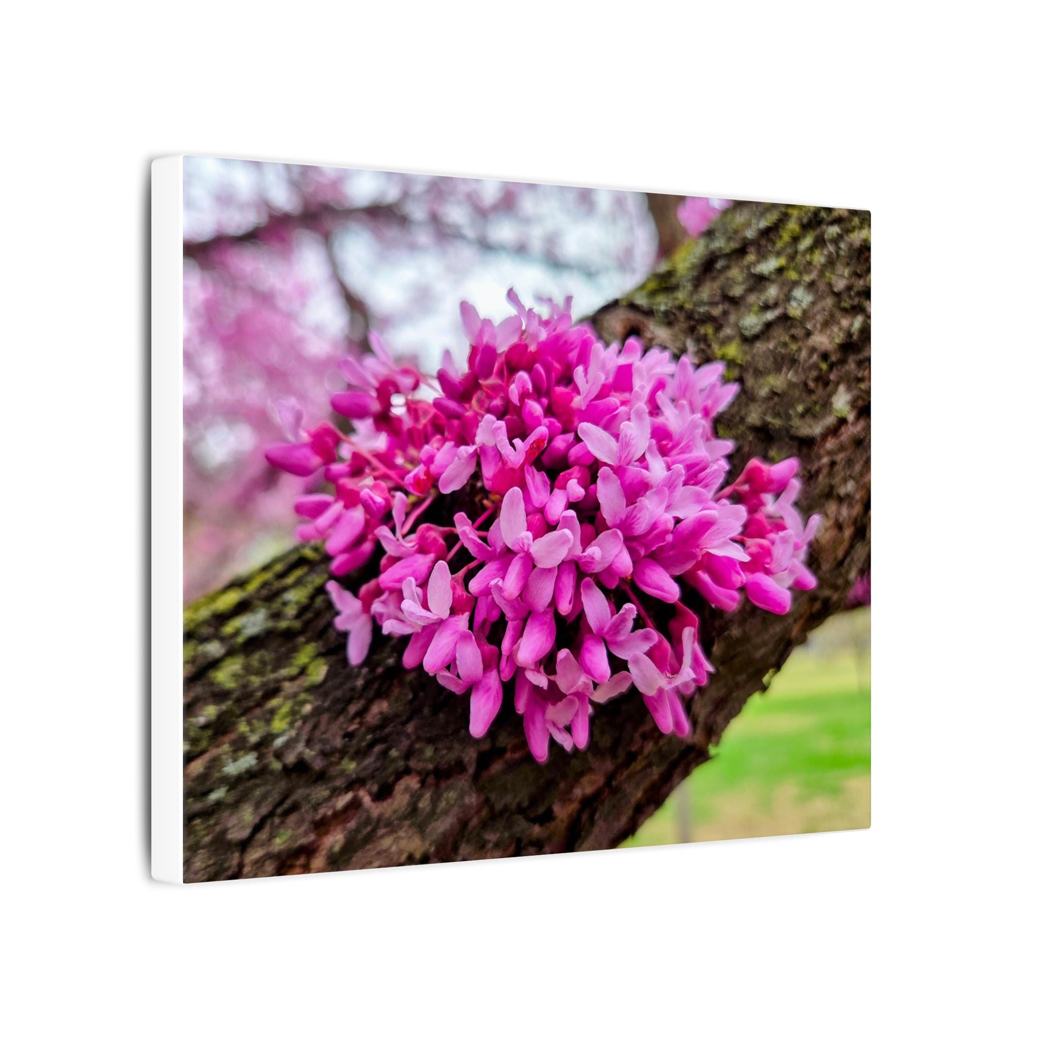 Capital Redbud