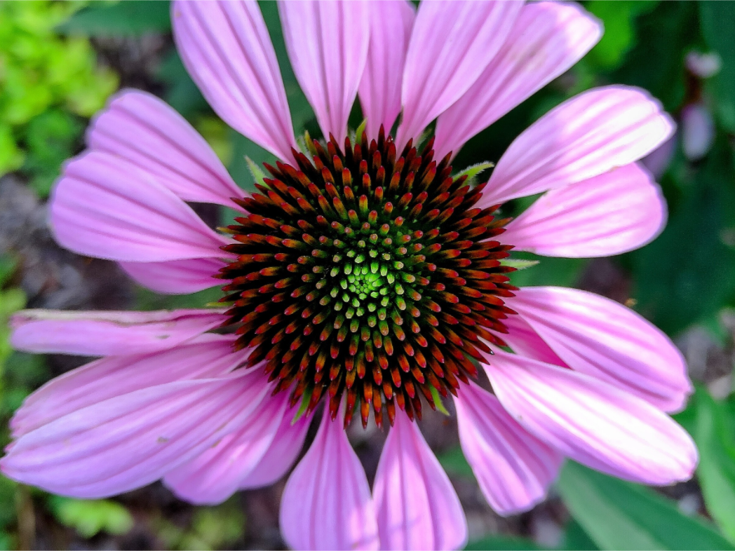 Main image Coneflower Summer 2026