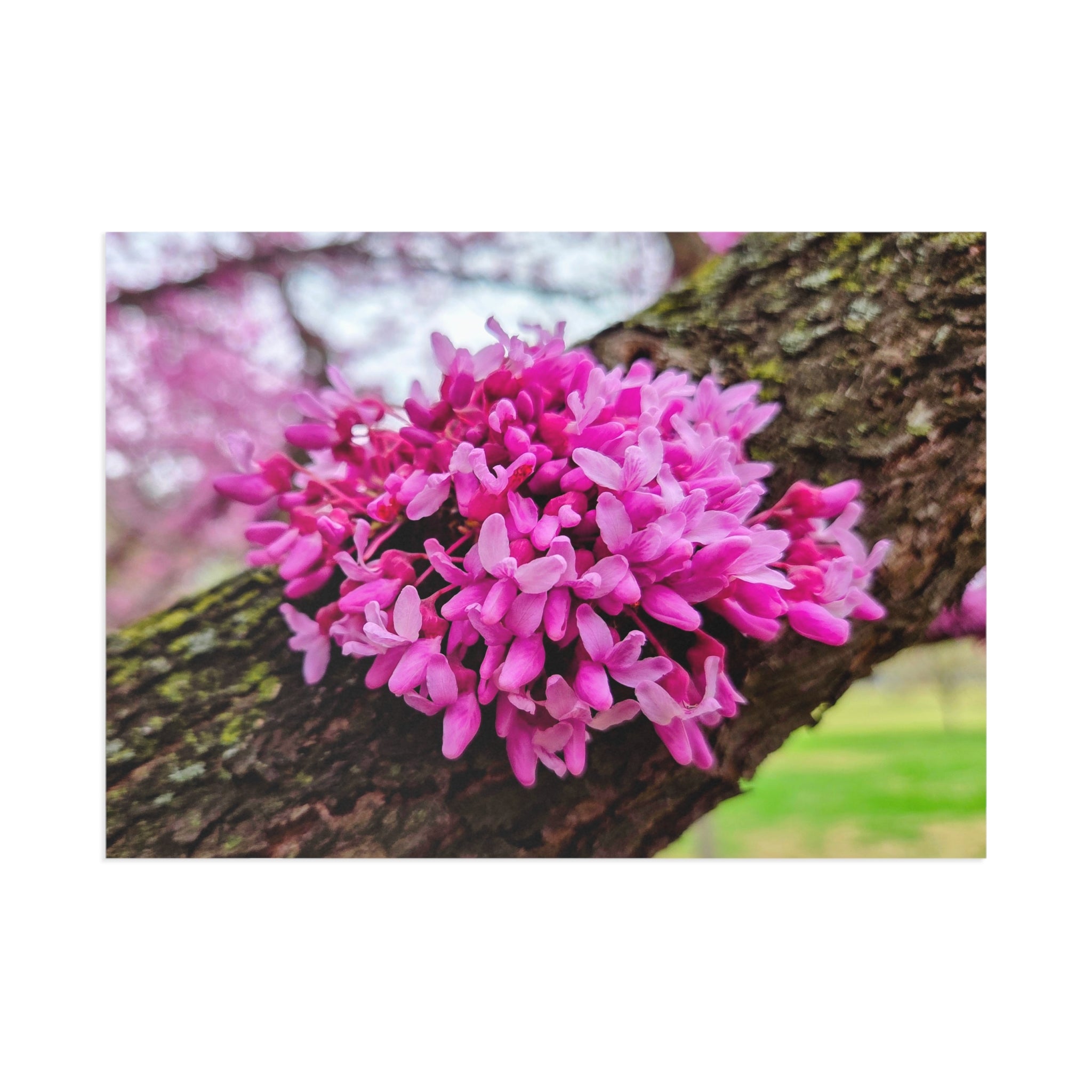 DC Cherry Blossom Postcard