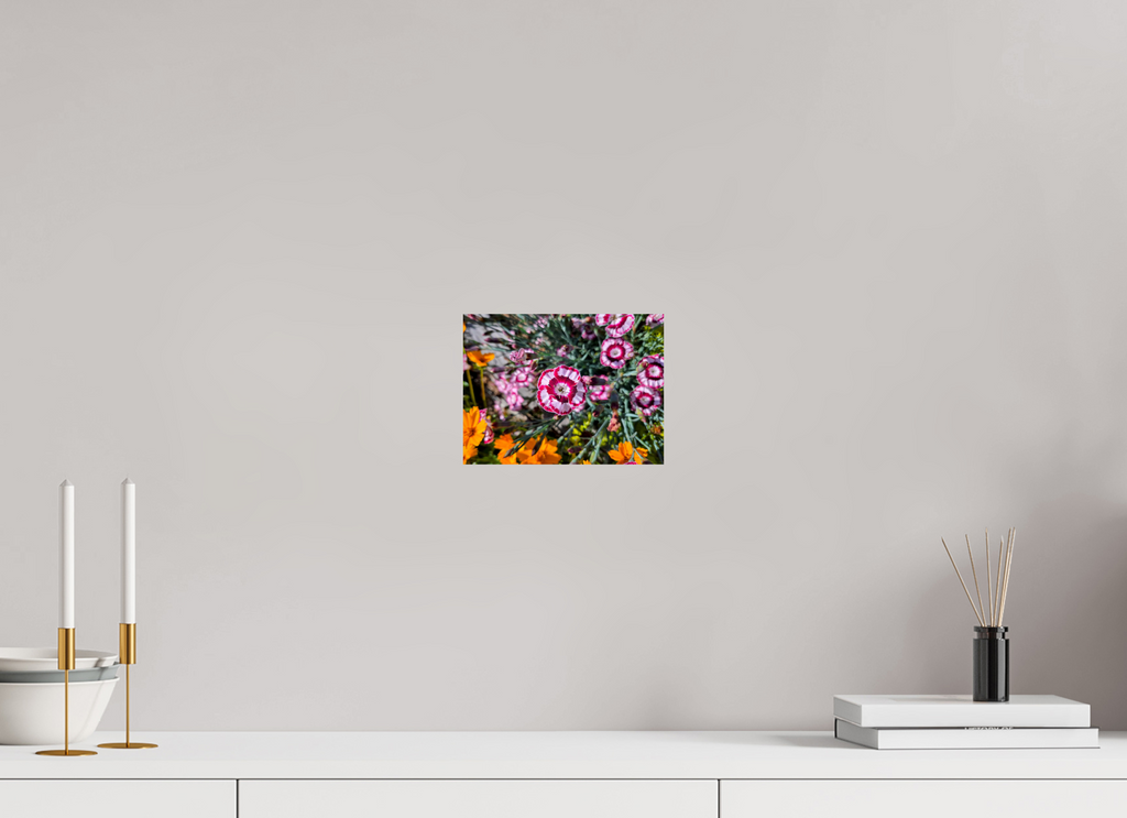 8 x 6″, Photo Print On Fuji Crystal DP II Raspberry Swirl Dianthus