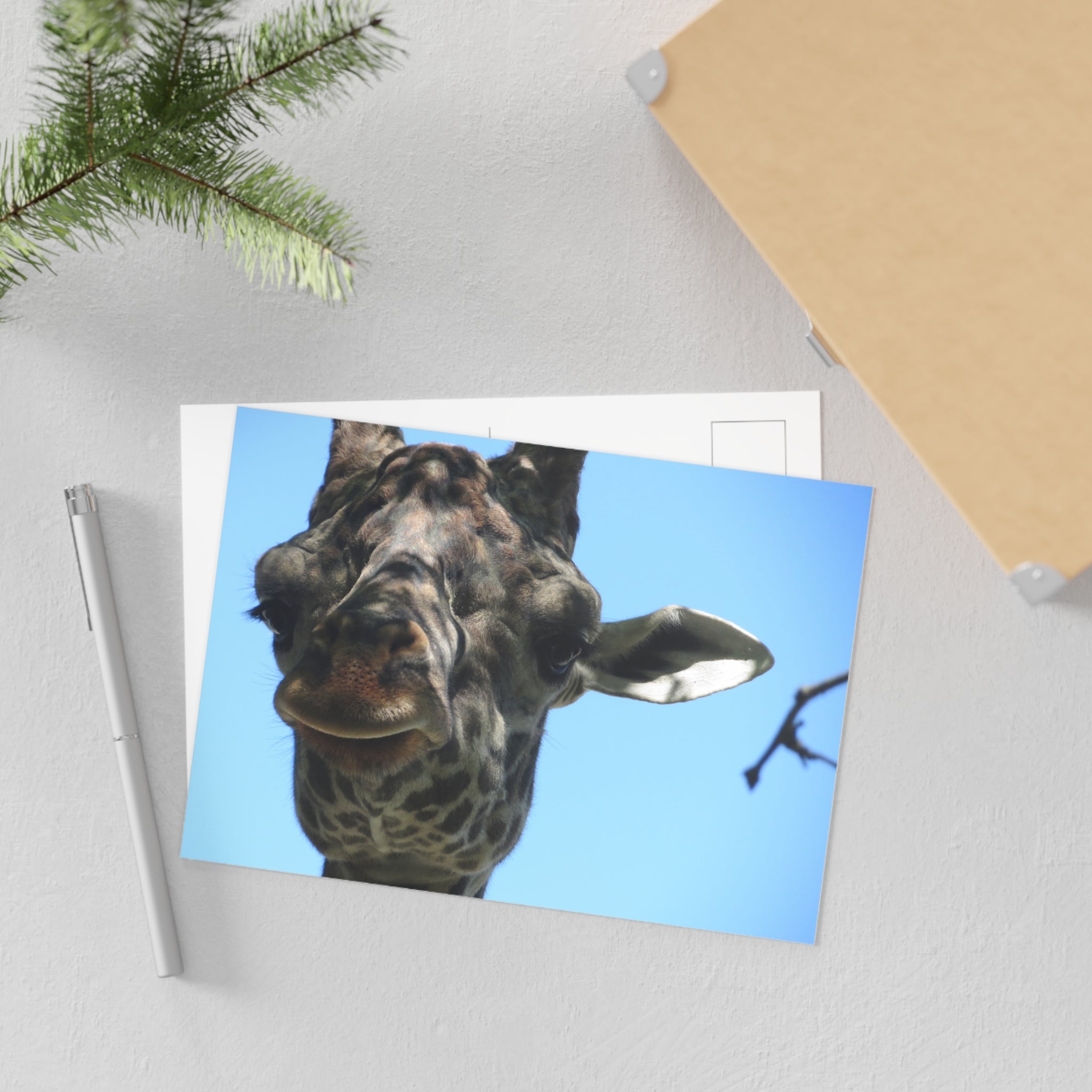 Giraffe Postcard