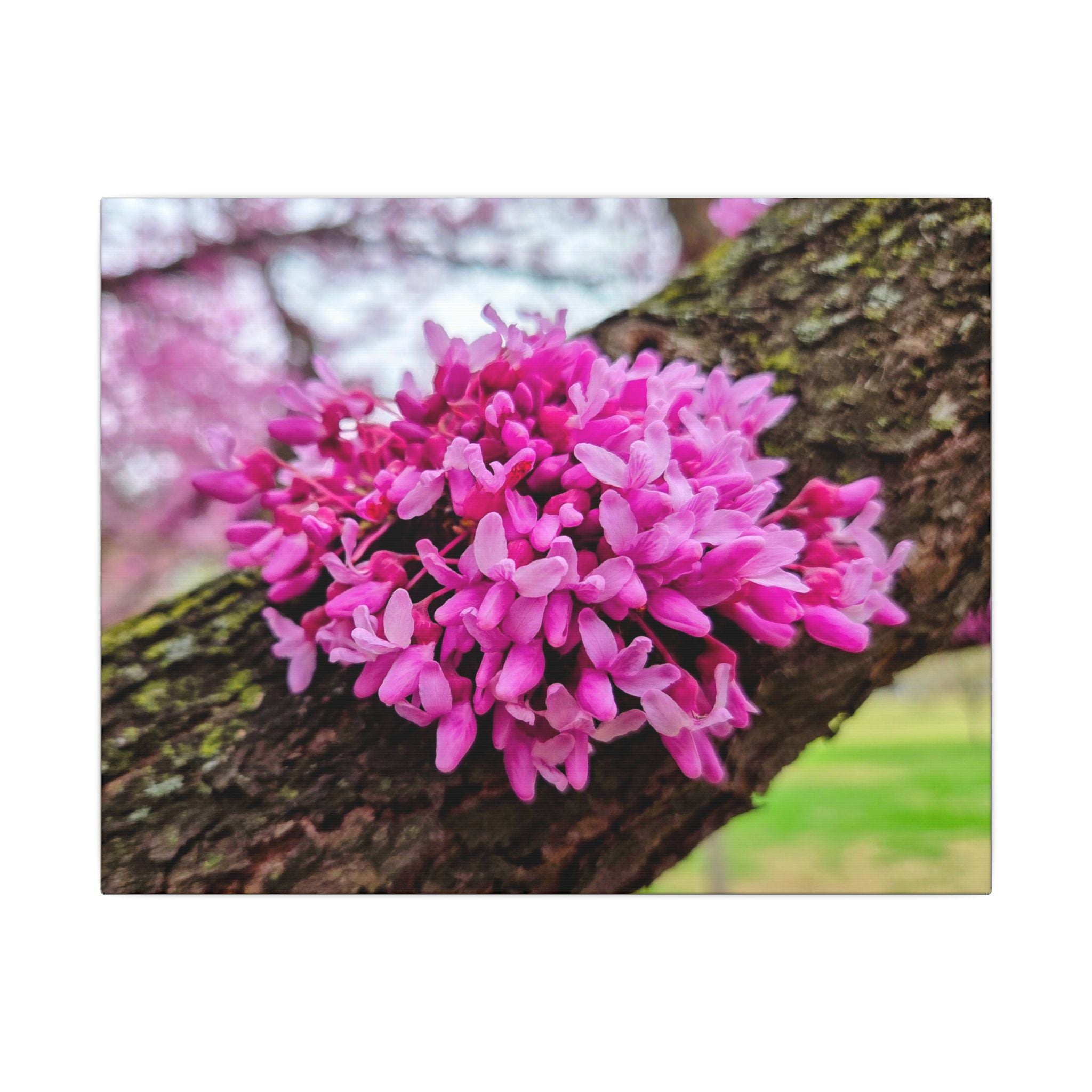 Capital Redbud