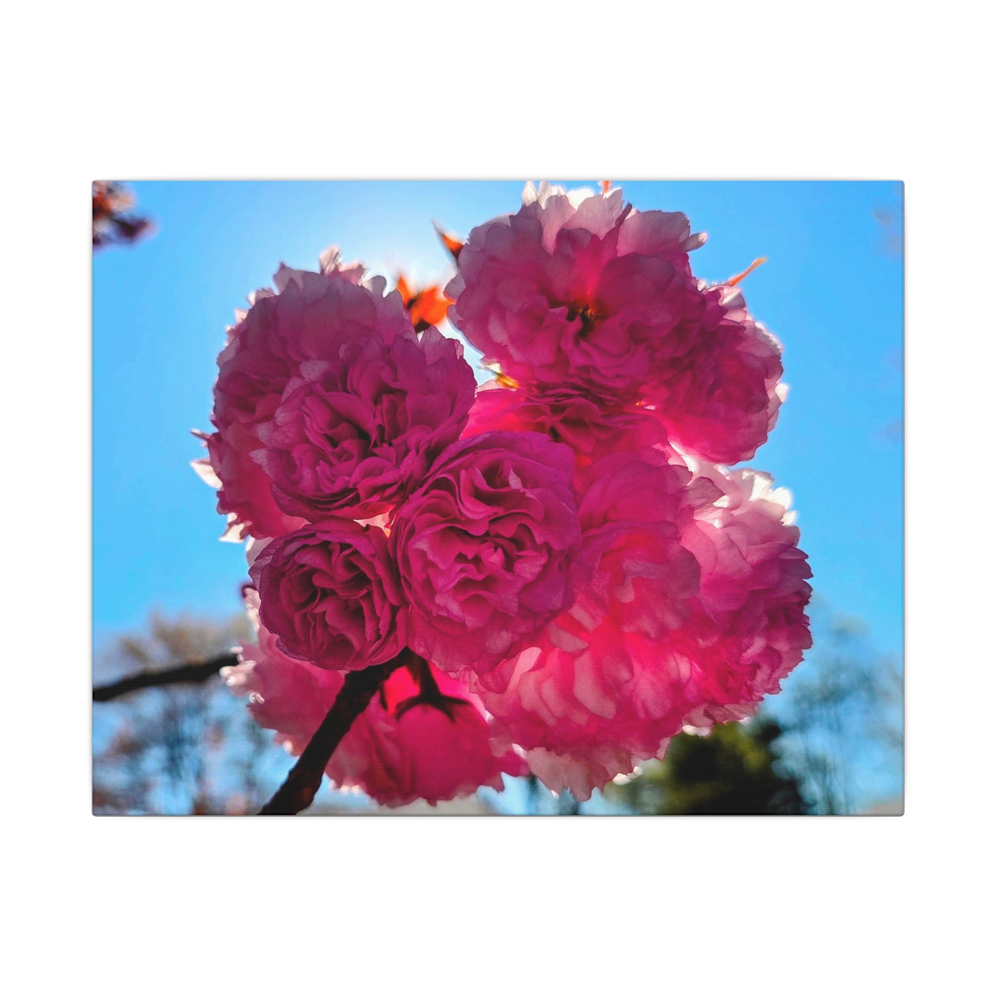 Cherry Boom