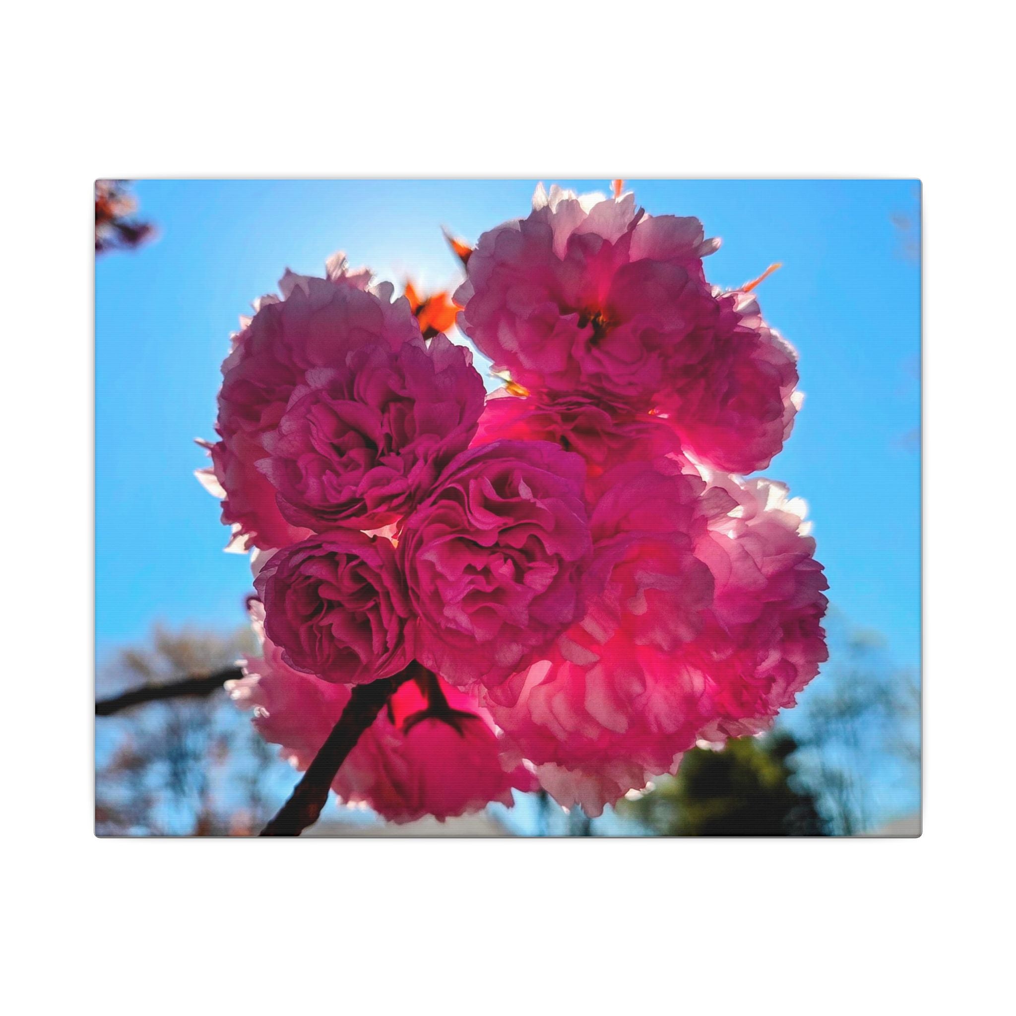 Cherry Boom