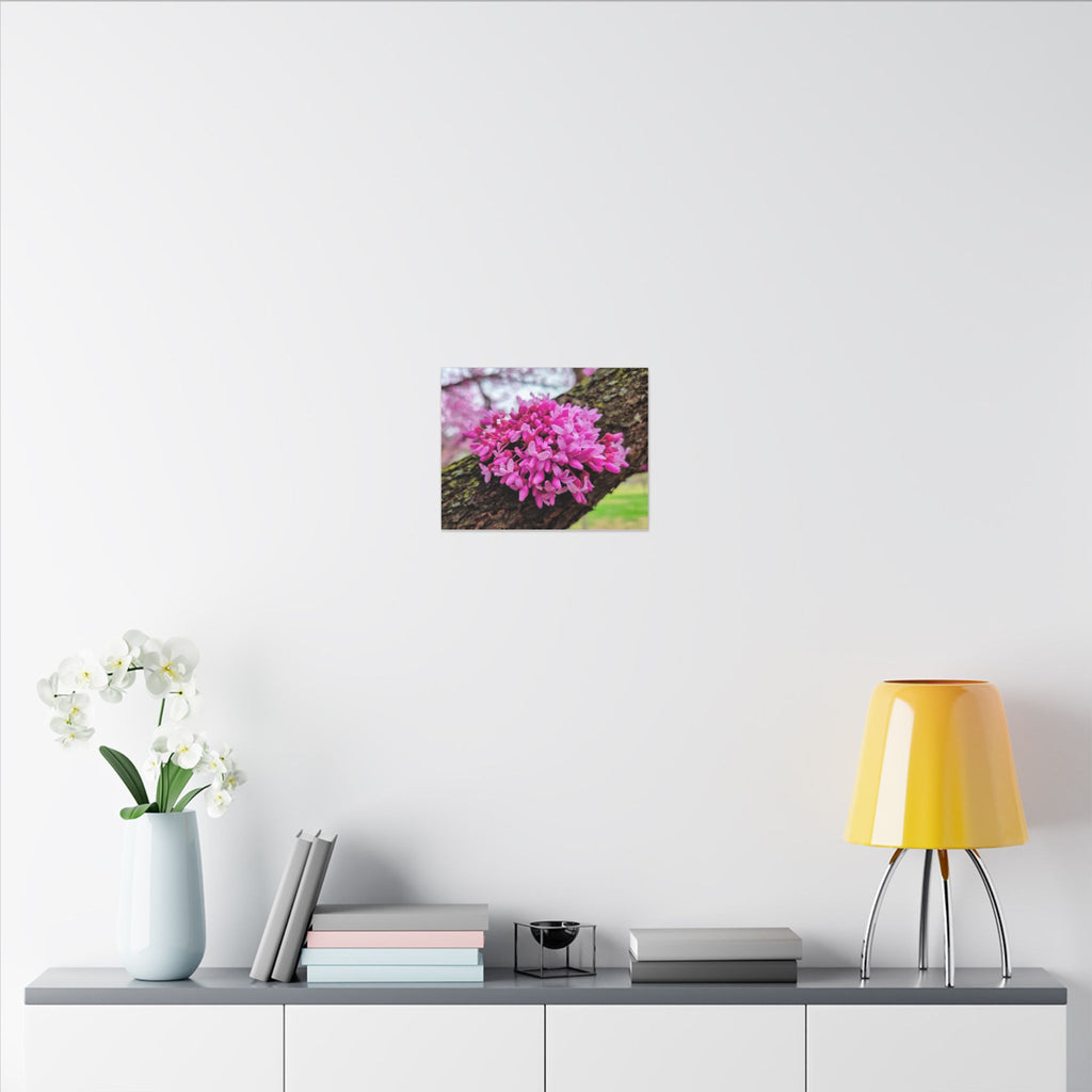 Capital Redbud