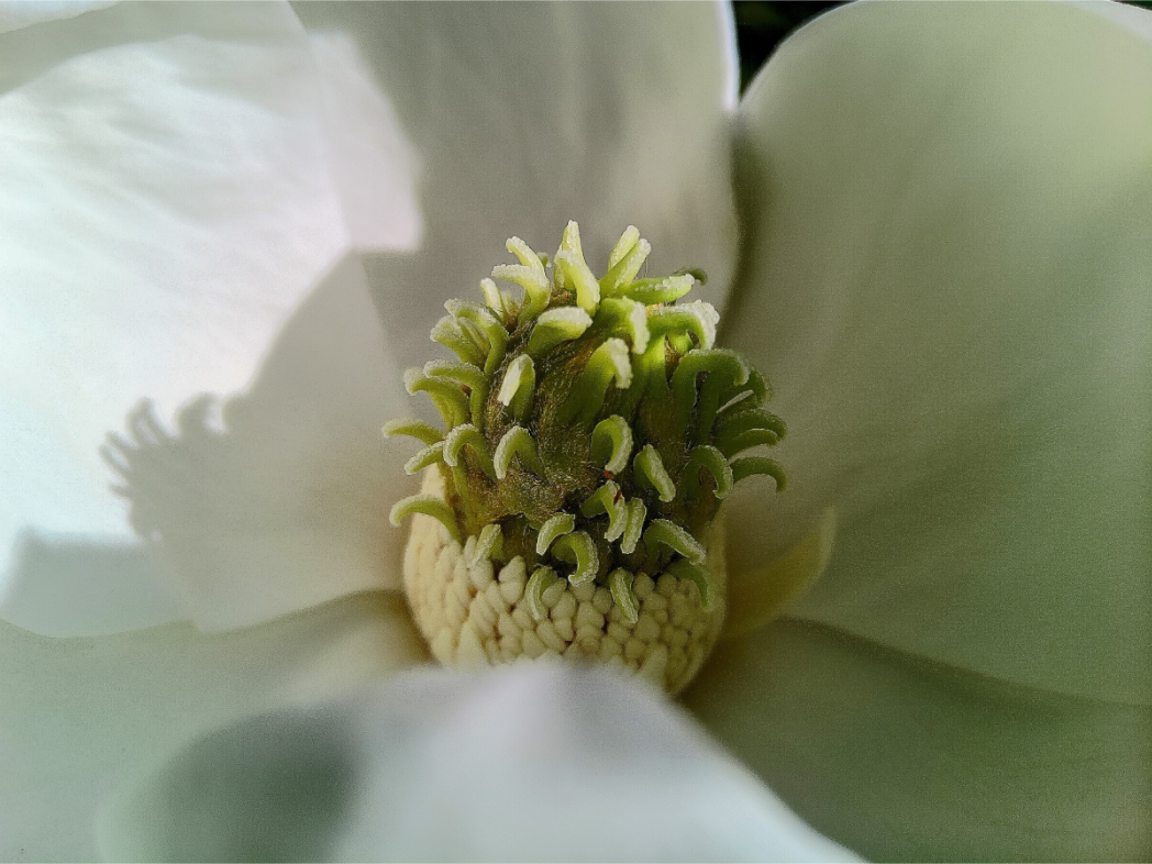 Main image Magnolia bloom 2026