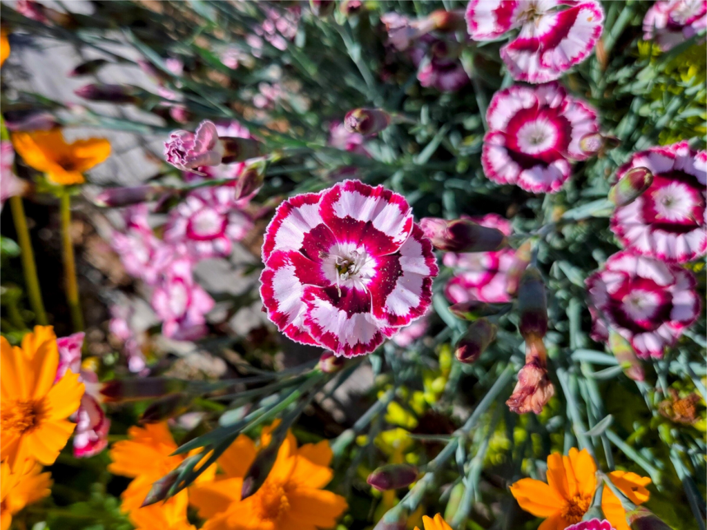 Main image Raspberry Swirl Dianthus