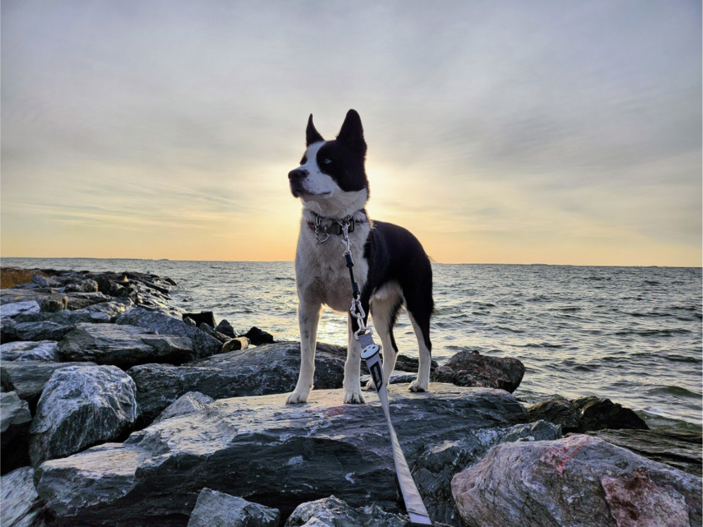 Main image Sunrise and Max