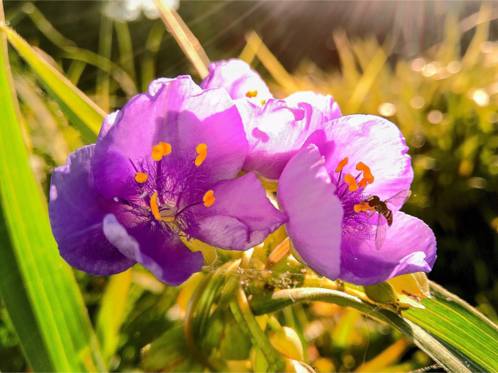 Main image Spiderwort