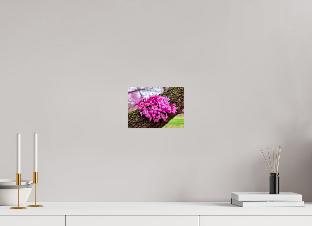 8 x 6″, Photo Print On Fuji Crystal DP II Capital Redbud
